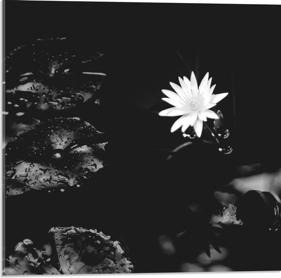 Acrylglas - Witte Bloem in het Water (Zwart - Wit) - 50x50cm Foto op Acrylglas (Wanddecoratie op Acrylglas)