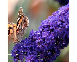 Buddleja Vlinderstruik Empire Blue - Blauwe bloemen, Meerjarig en Winterhard | Vlinderplant / Vlinderstruiken - Aantrekkelijk voor de Vlinder | 2 liter pot