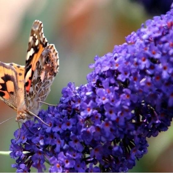 Buddleja Vlinderstruik Empire Blue - Blauwe bloemen, Meerjarig en Winterhard | Vlinderplant / Vlinderstruiken - Aantrekkelijk voor de Vlinder | 1.5 liter pot