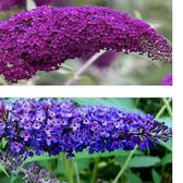 2 x Buddleja Vlinderstruiken - blauw en roze:  Buddleja davidii Empire Blue + Pink Delight | Set van 2 Vlinderplanten / Struiken - Meerjarig en Winterhard | 2 x 1.5 liter potten -