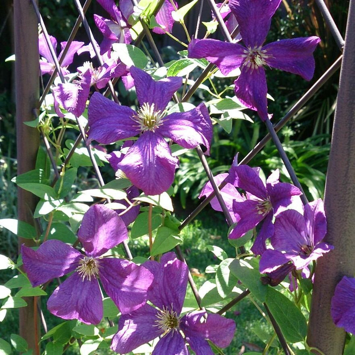 2 x Clematis Polish Spirit - Set van 2 Klimplanten: Blauw, Meerjarig en Winterharde tuinplanten | 2 x 1,5 liter pot