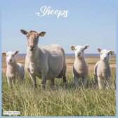 Sheeps 2021 Wall Calendar