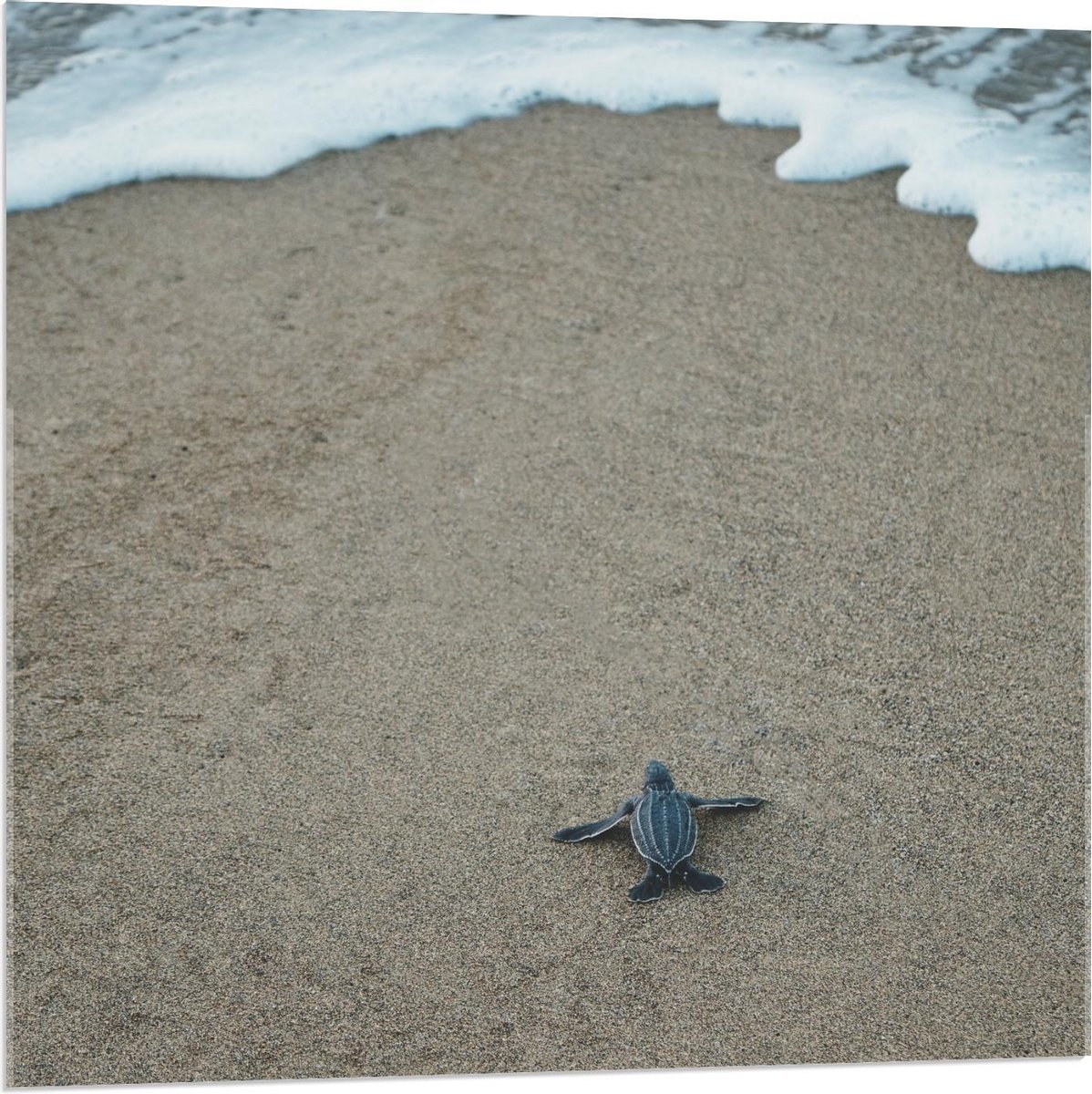 Acrylglas - Baby Schildpad op het Strand - 80x80cm Foto op Acrylglas (Met Ophangsysteem)