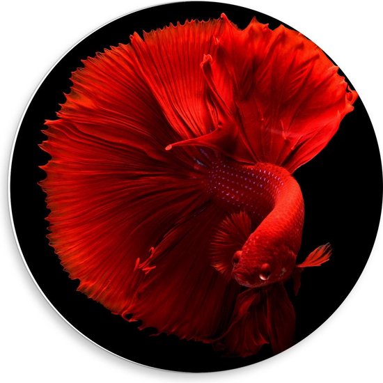 Forex Wandcirkel - Rode Vis met Grote Staart - 50x50cm Foto op Wandcirkel (met ophangsysteem)