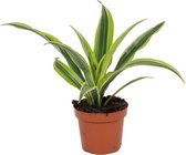 Kamerplant Dracaena Lemon Lime – Drakenbloedboom - ± 25cm hoogte – 12 cm diameter