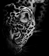 Luxe Wanddecoratie - Fotokunst 'Jaguar'- Hoogste kwaliteit Acrylglas - Blind Aluminium Ophangsysteem - 60 x 90 - Akoestisch en UV Werend - inclusief verzending  -