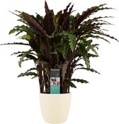 Kamerplant van Botanicly – Marantaceae incl. crème kleurig sierpot als set – Hoogte: 50 cm – Calathea Elgergrass