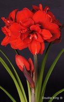 Amaryllis 'Double King' | Hippeastrum per 4 stuks - Bloembol in kwekerspot ⌀12 cm - ↕30 cm