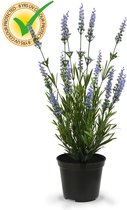 Lavendel kunstplant 50cm in pot - blauw - UV bestendig