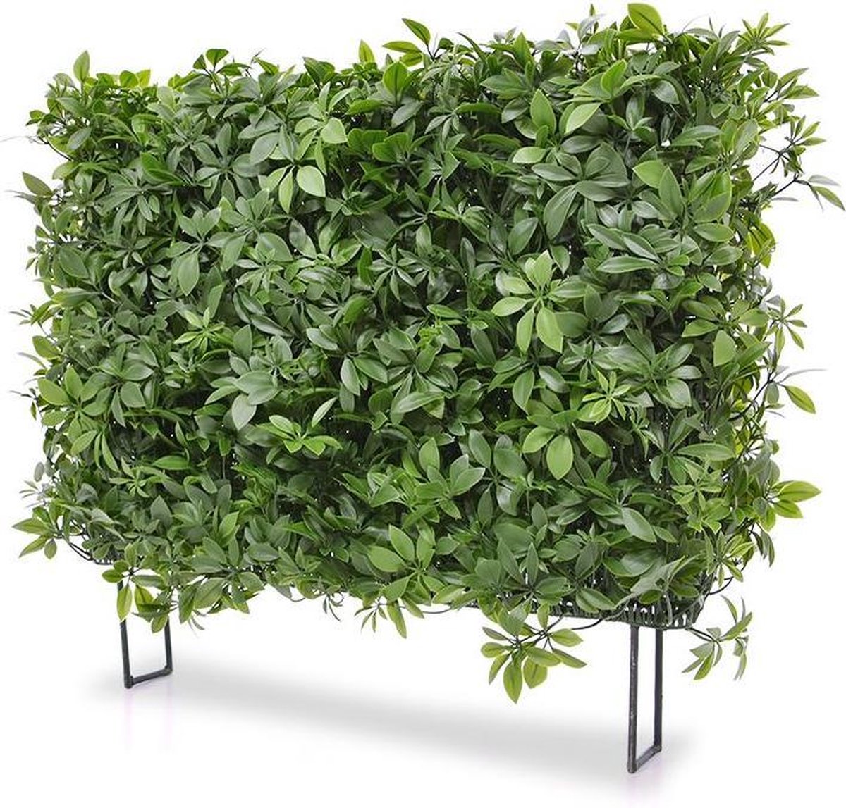 maxifleur Kunstplanten Schefflera kunstheg 80x25x56cm - UV bestendig Groen