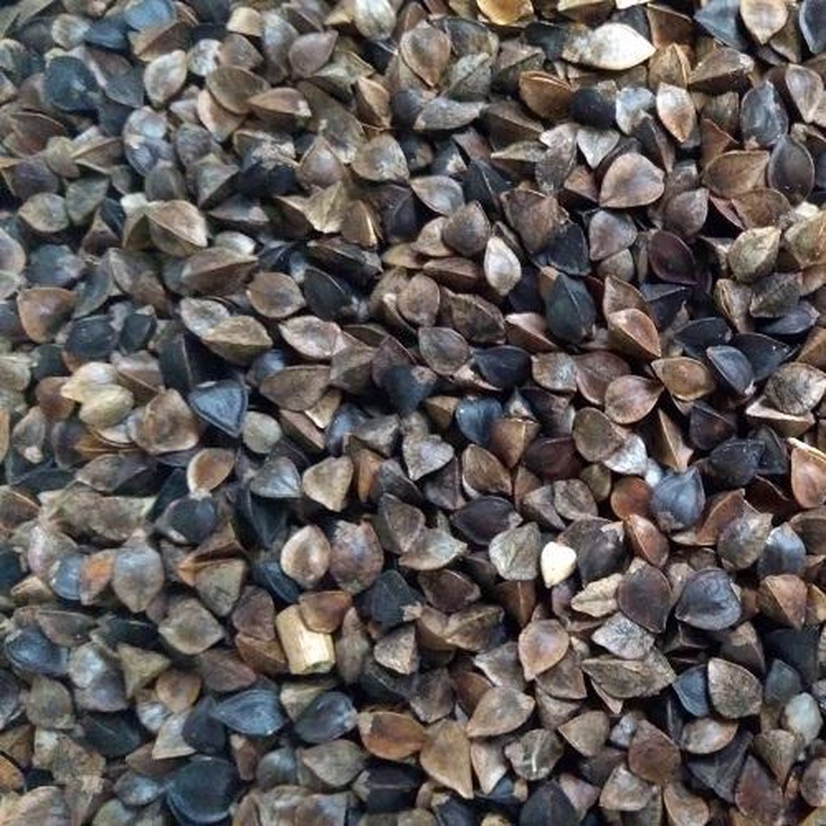 Boekweit (15KG) - Karper aas