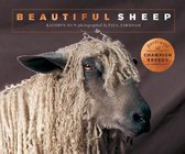 Beautiful Sheep