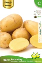 36 x plant aardappel EESTERLING  - solanum tuberosum - plantaardappel - pootaardappel