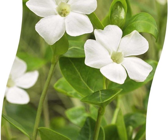 Vinca minor 'Alba' - 12 stuks - witte bloemen - bodembedekker - P9 - Witte maagdenpalm - Kleine maagdenpalm - kleurjetuin.nl