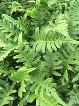 6x Polypodium vulgare Lev. P9 - Gewone eikvaren