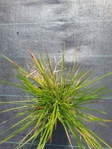 6x Deschampsia cespitosa 'Goldtau' Lev. P9 - Ruwe smele