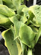 6 x Hosta 'Wide Brim' (Klein) - Hartlelie - P9 Pot (9 x 9cm) - Dima Vaste Planten