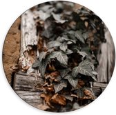Dibond Wandcirkel - Groene Bladeren op Houten Balk - 60x60cm Foto op Aluminium Wandcirkel (met ophangsysteem)