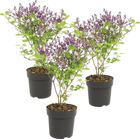 Sering Paars per 3 stuks | Syringa 'Bloomerang Dark Purple'® - Buitenplant ⌀13 cm - ↕25-30 cm
