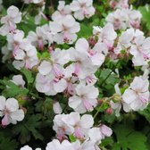 25 x Geranium x cantabrigiense Biokovo - Ooievaarsbek in 9x9cm pot met hoogte 5-10cm