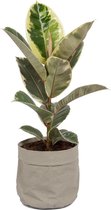Kamerplant Ficus Tineke - ± 70cm hoog – 19cm diameter - luchtzuiverend - in grijze katoenen sierzak