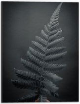 Dibond - Zwart/Wit Blad met Bladeren - 30x40cm Foto op Aluminium (Met Ophangsysteem)