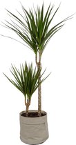 Kamerplant Dracaena Marginata – Drakenbloedboom ± 90cm hoog – 19cm diameter - in grijze katoenen sierzak