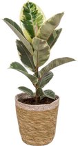Kamerplant Ficus Tineke - ± 70cm hoog – 19cm diameter - luchtzuiverend - in siermand met creme rand