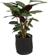 Kamerplant Calathea Oppenheimiana - ± 60cm hoog – 19cm diameter - in zwarte katoenen sierzak