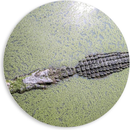 Forex Wandcirkel - Krokodil in het Water - 80x80cm Foto op Wandcirkel (met ophangsysteem)
