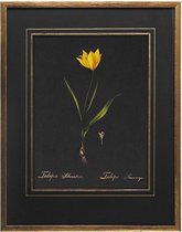 Authentic Models - Handgeschilderde Botanische Tekening - Zwarte Tulp - ingelijst - 41cm x 32cm