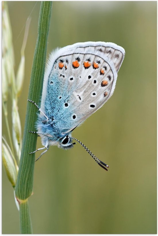 Foto: Poster blauwkleurige vlinder op groene plant 60x90cm foto op posterpapier