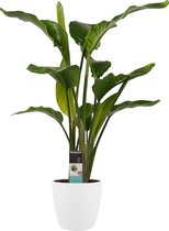 Hellogreen Kamerplant - Strelitzia Nicolai - 95 cm - Elho Brussels wit