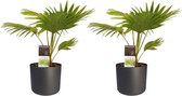 Hellogreen Kamerplant - Set van 2 - Livistona Rotundifolia - Waaierpalm - 45 cm - Elho B.for Soft antraciet