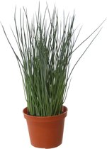 Groene grasplant kunstplant in bruine kunststof pot 29 cm - Pennisetum - Woondecoratie