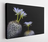 Onlinecanvas - Schilderij - Still Life Photography Discocactus Araneispinus. Art Horizontal Horizontal - Multicolor - 40 X 50 Cm