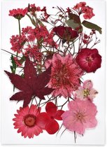 Echte droogbloemen - 10 stuks - rood - droogbloemen op kaart - epoxy hars - decoratie