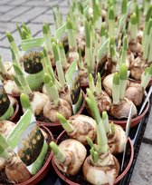 Narcissen Tête-à-Tête' - 9 kwekerspotjes (Ø9cm) - prachtig in bloei 1 à 2 weken na ontvangst - haal het voorjaar in huis