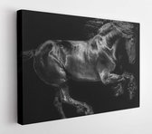 Onlinecanvas - Schilderij - Horse Running Free Art Horizontal Horizontal - Multicolor - 60 X 80 Cm