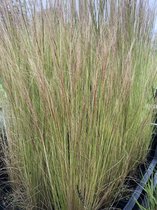 6 x Stipa tenuissima 'Ponytails' - Vedergras - P9 Pot (9 x 9cm) - Dima Vaste Planten