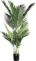PTMD  tree groen palm blad boom