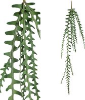 PTMD Leaves Plant green hanging pinnate plant