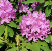 Rhododendron Catawbiense boursault ‘Rhododendron 'Catawbiense boursault'’ Totaalhoogte 40-60 cm