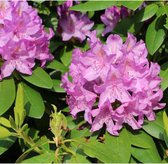 Rhododendron Catawbiense boursault ‘ Totaalhoogte 60-70 cm