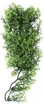 ZooMed - naturalistic flora - Australian maple - medium - terrariumplant