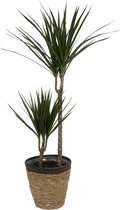 Kamerplant Dracaena Marginata – Drakenbloedboom ± 90cm hoog – 19cm diameter - in siermand met zwarte rand