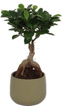 Ficus Ginseng - ± 30cm hoog – 12 cm diameter - in groene sierpot