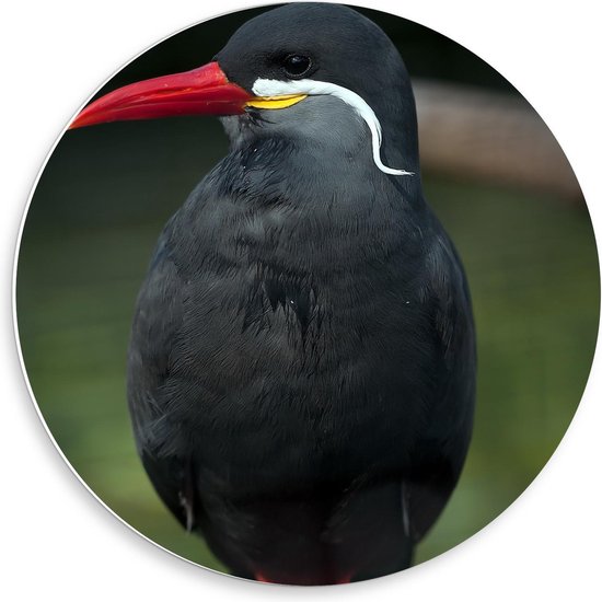 KuijsFotoprint Schilderij Zwarte Vogel Met Rode Pootjes Snavel Zwart, Wit En...