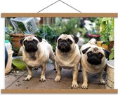 Schoolplaat – Mopshondjes - 60x40cm Foto op Textielposter (Wanddecoratie op Schoolplaat)