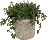 Kamerplant Callisia Turtle – Schildpadplant - 15± cm hoog – 12 cm diameter - in trendy mand